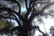 Over one hundred years old live oak.